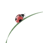 coccinelle Dien chan catherine dang